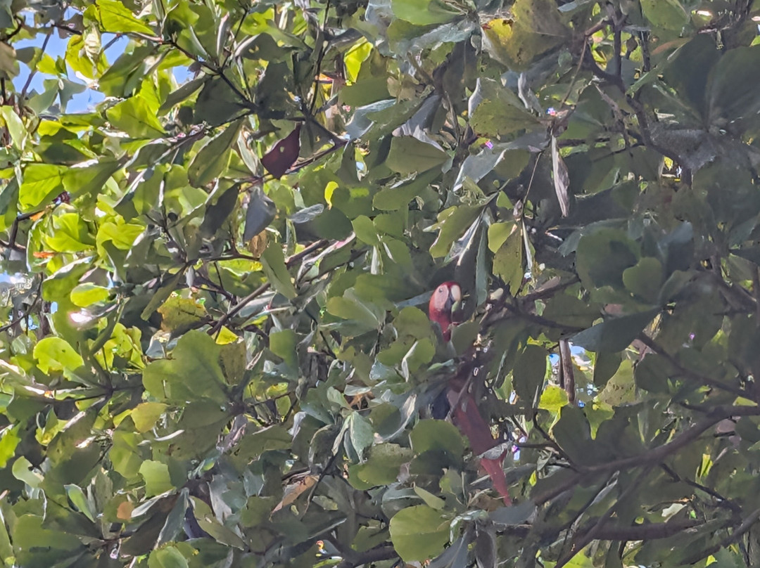 Mangrove Boat Tour-克波斯必去景点
