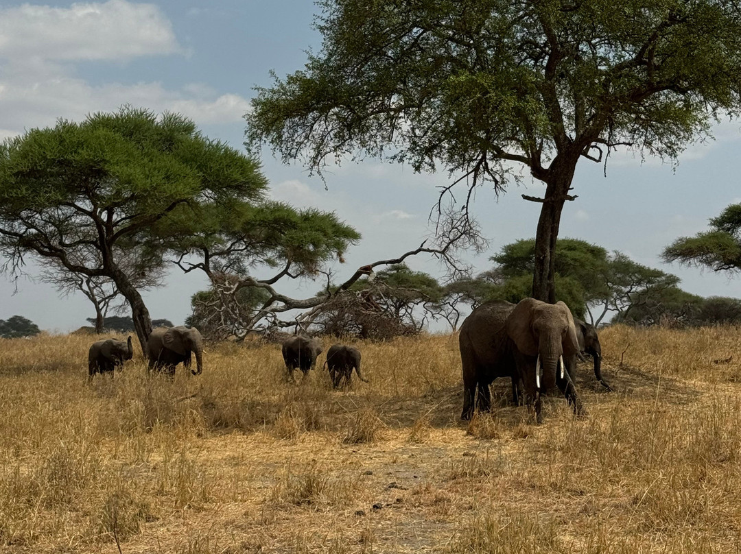 Afromasai Eastern Safaris-阿鲁沙必去景点