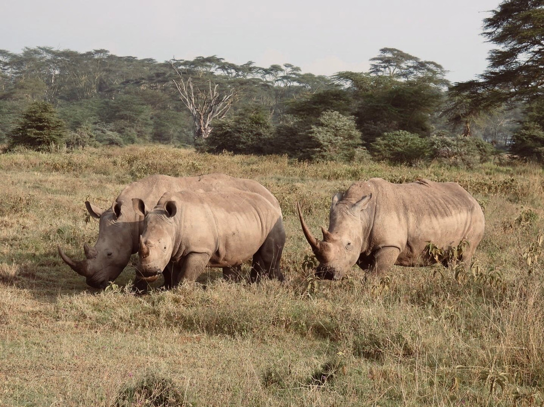 Arlom Safaris-Mtwapa必去景点