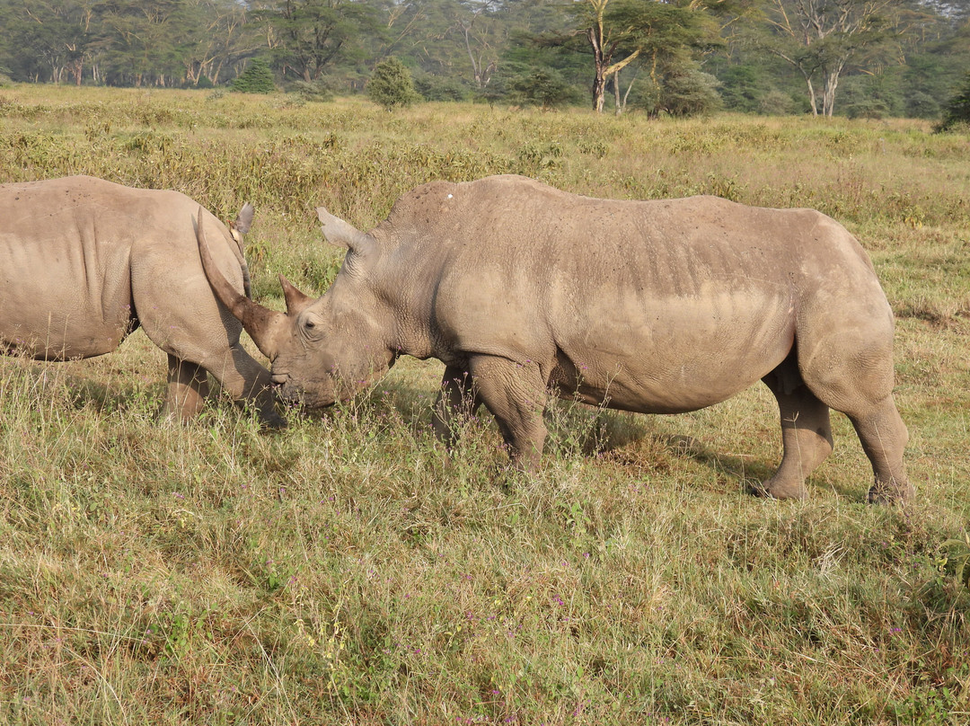 Arlom Safaris-Mtwapa必去景点