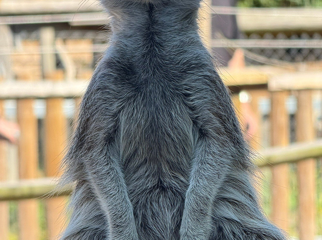 Wingham Wildlife Park-Wingham必去景点