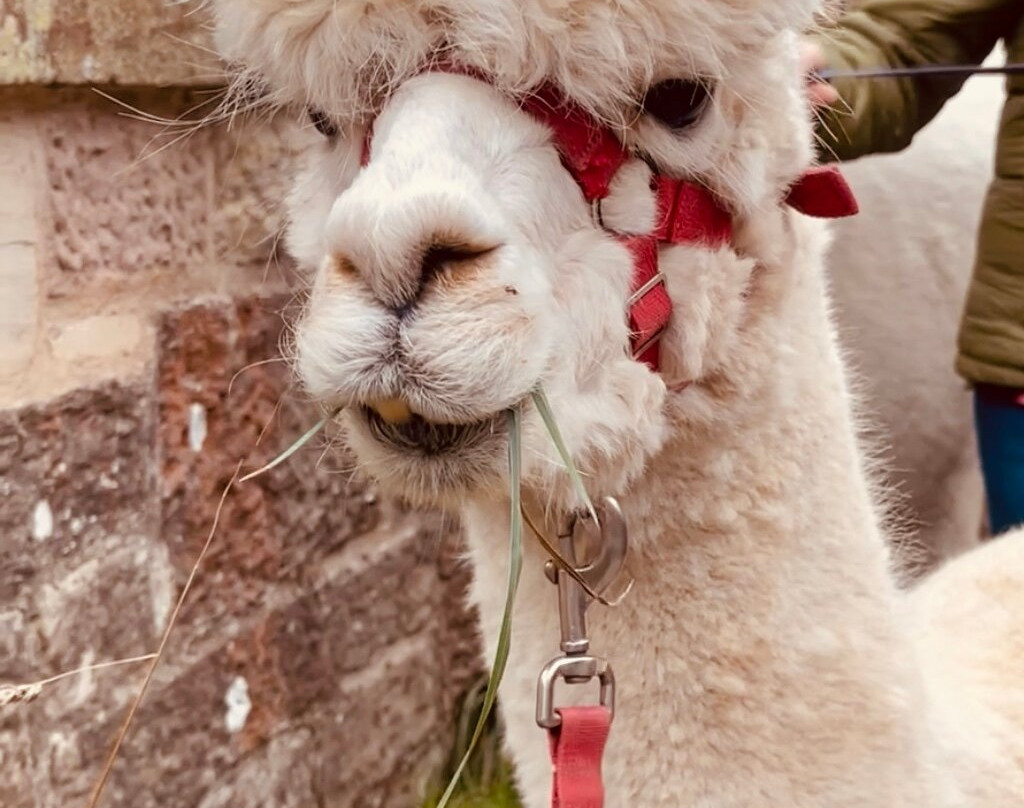 BobCat Alpacas-爱丁堡必去景点