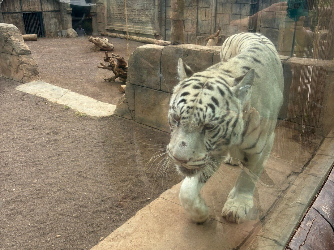 Cocodrilo Park Gran Canaria-阿古伊梅斯必去景点