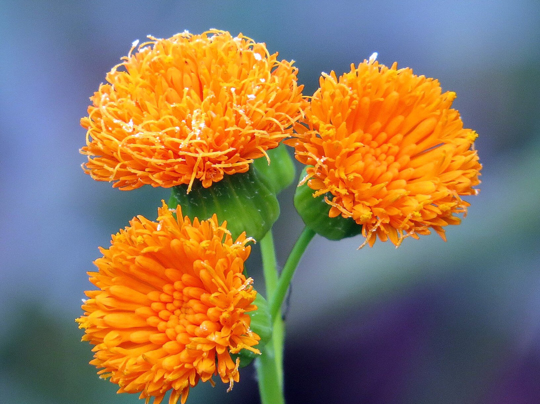 The Frelinghuysen Arboretum-莫里斯敦必去景点