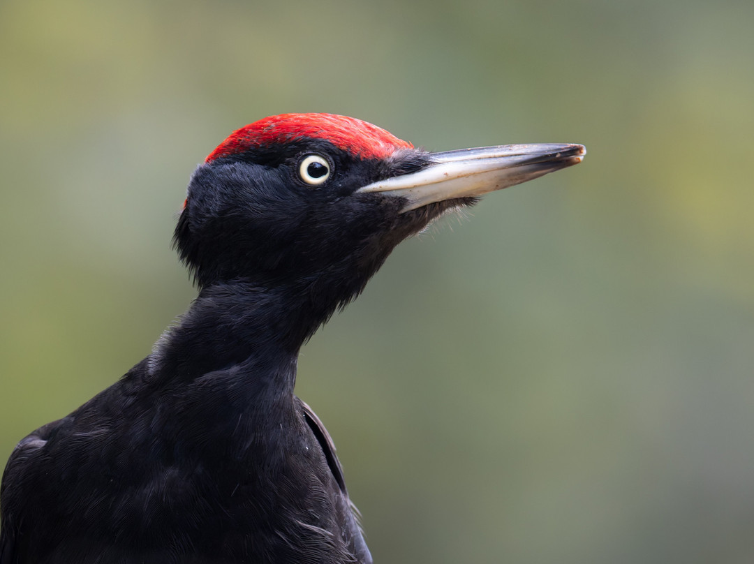 Wings of Hungary - birding and nature tours-凯奇凯梅特必去景点