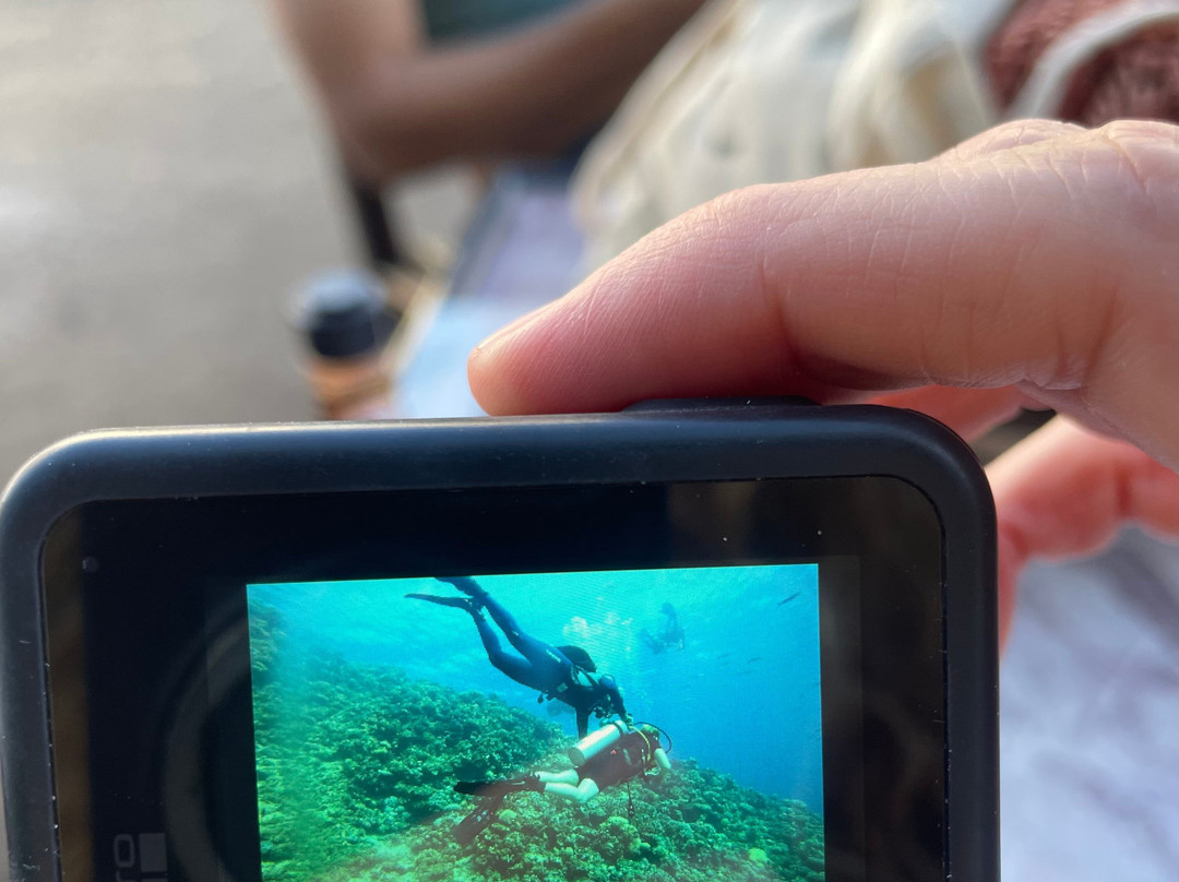 Penguin Divers Club-达哈卜必去景点