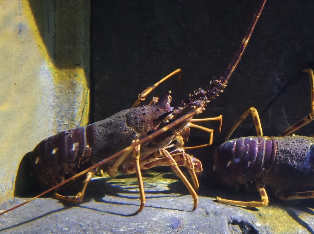 L'Aquashow-Audierne必去景点