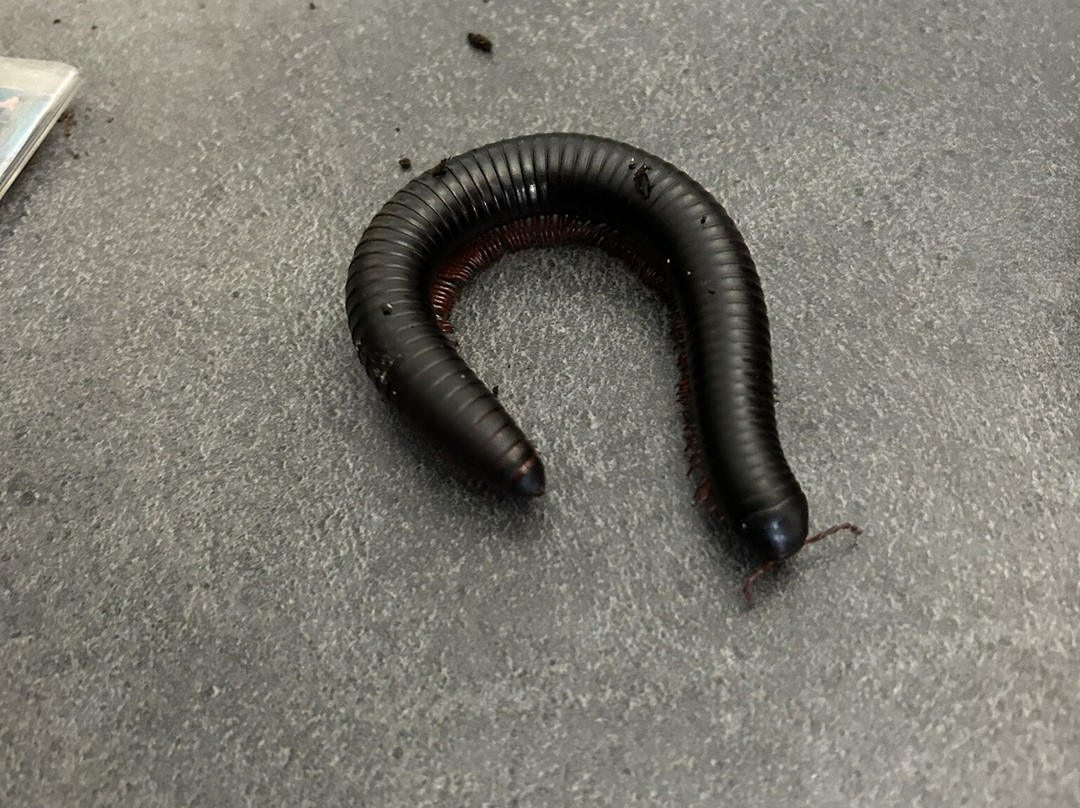 The Bug Parc-Lenwade必去景点