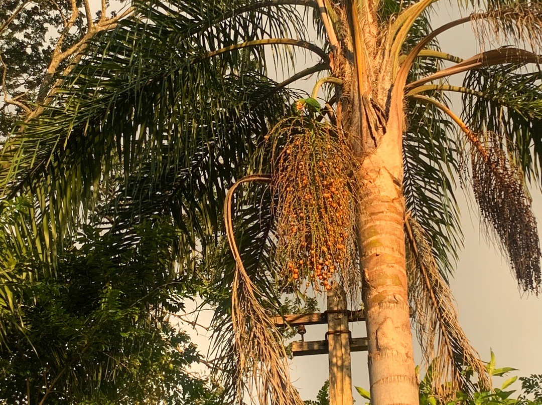 Frei Galvao Shrine-瓜拉廷格塔必去景点