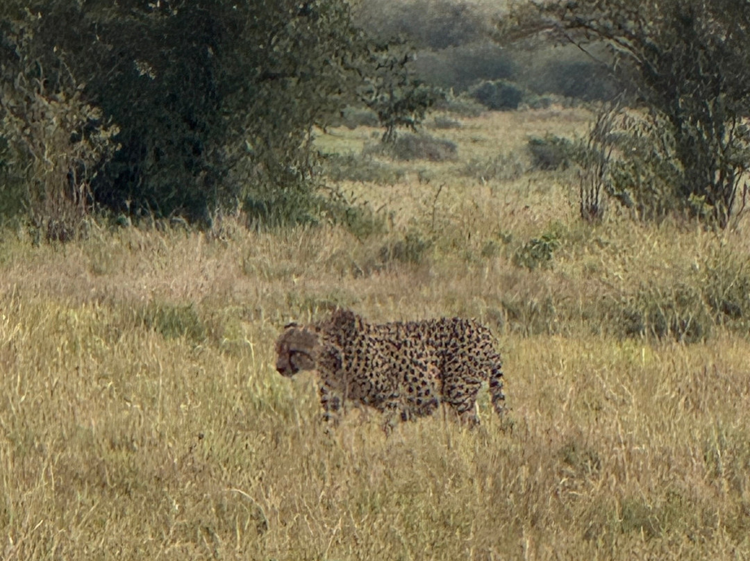 East Africa Adventure Tours and Safaris-马赛马拉国家野生动物保护区必去景点