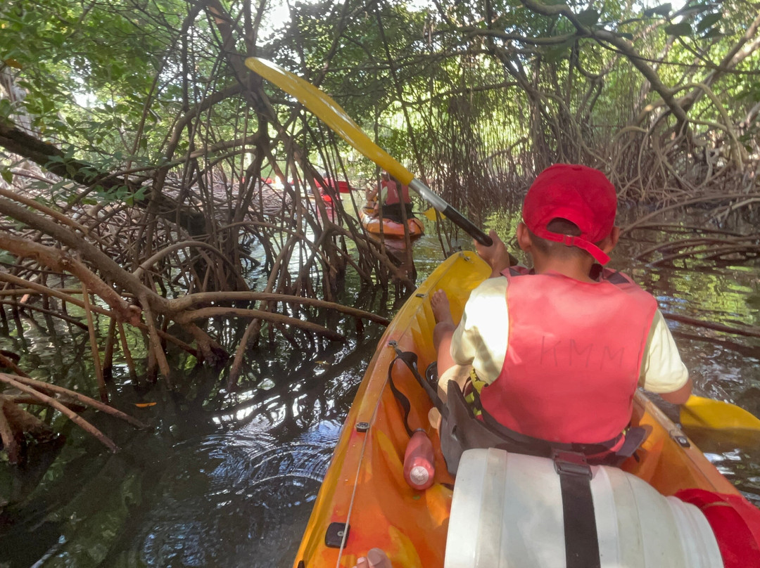 Kayak Mangrove Martinique-圣吕斯必去景点