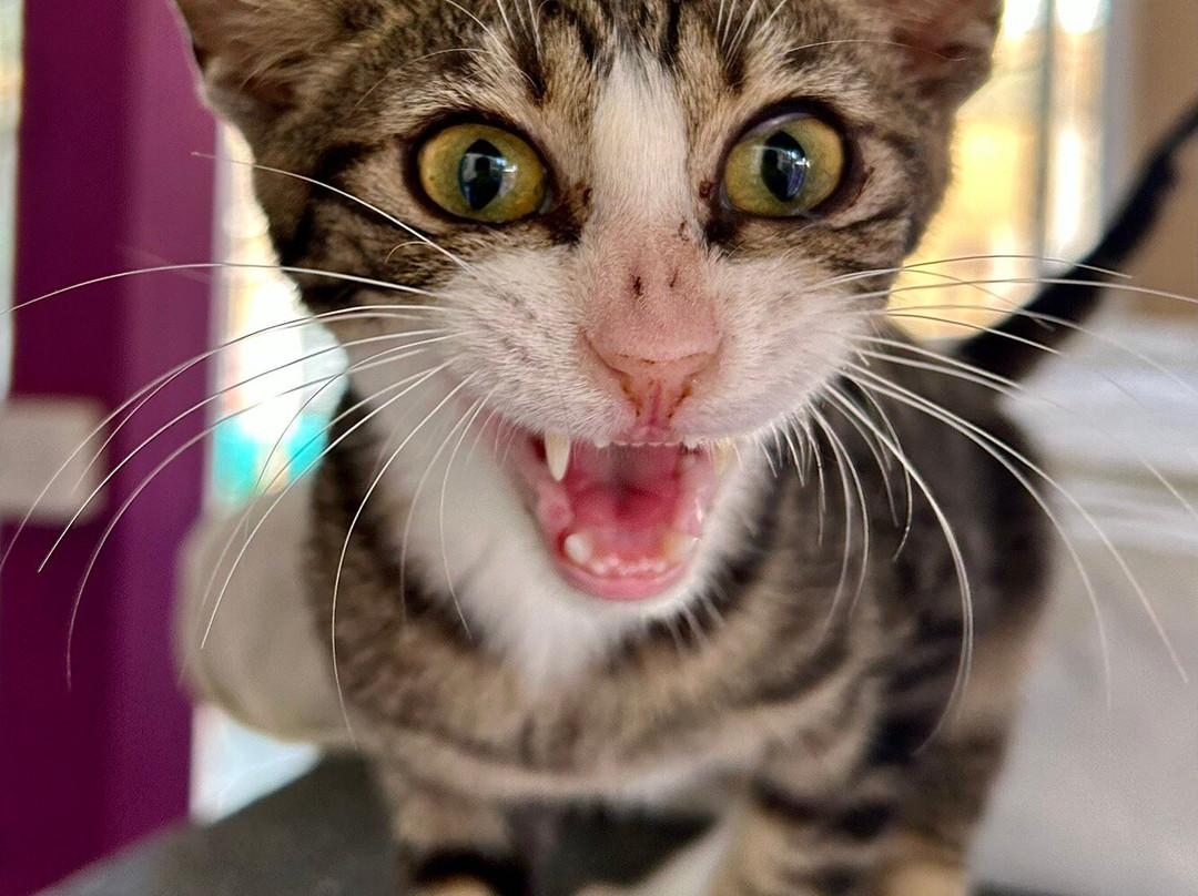 Tala Monastery Cat Park-Tala必去景点