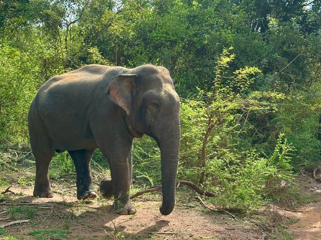 Freedom Safari Jeep Tours-蒂瑟默哈拉默必去景点