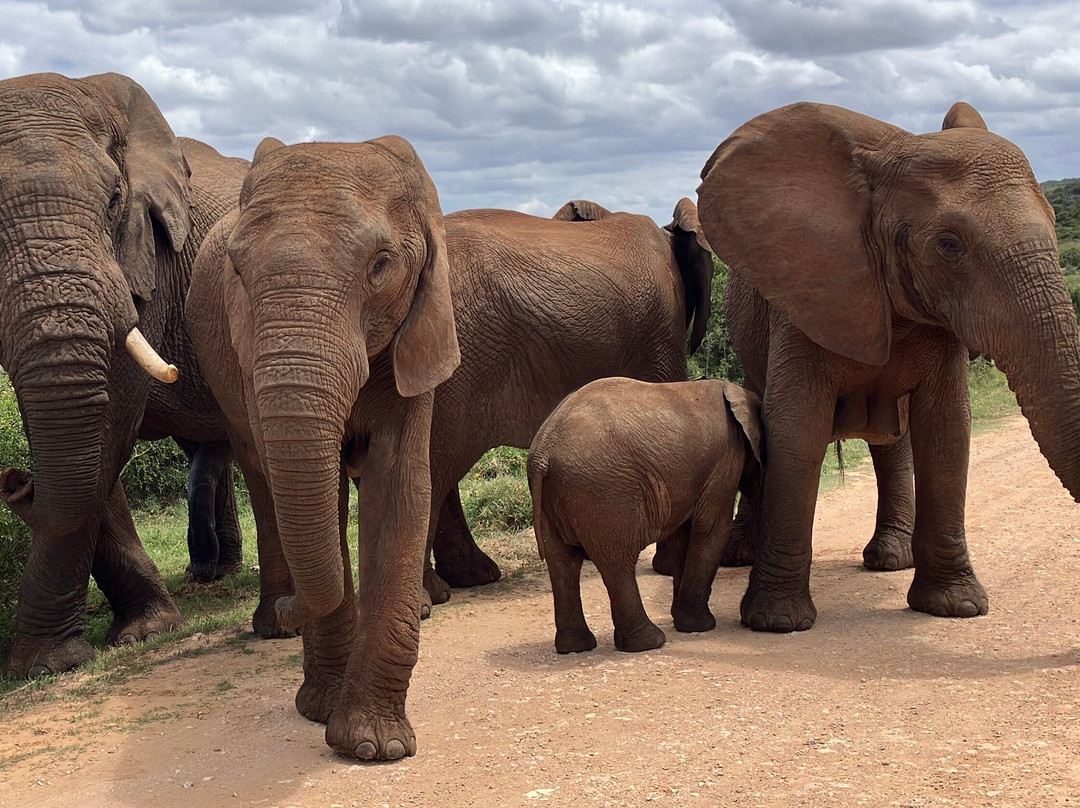Addo Ventures Guided Safaris-伊丽莎白港必去景点