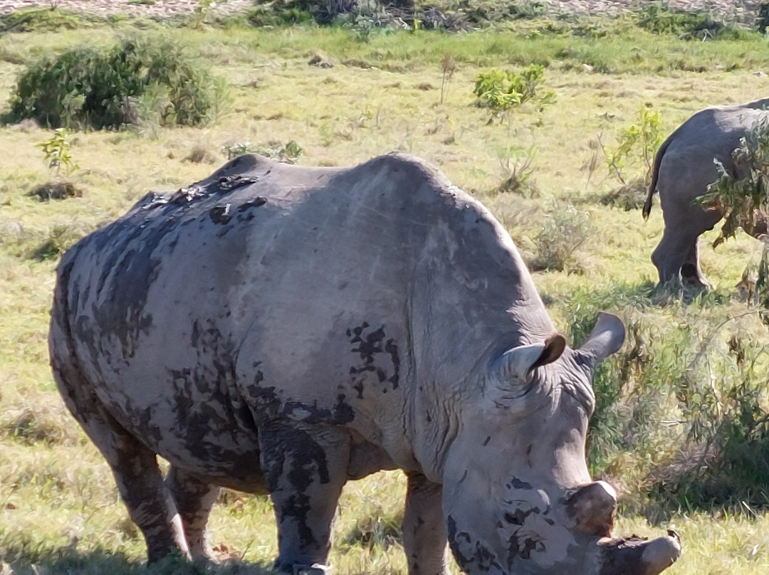 Sibuya Game Reserve - Private Day Trips-Kenton-on-Sea必去景点