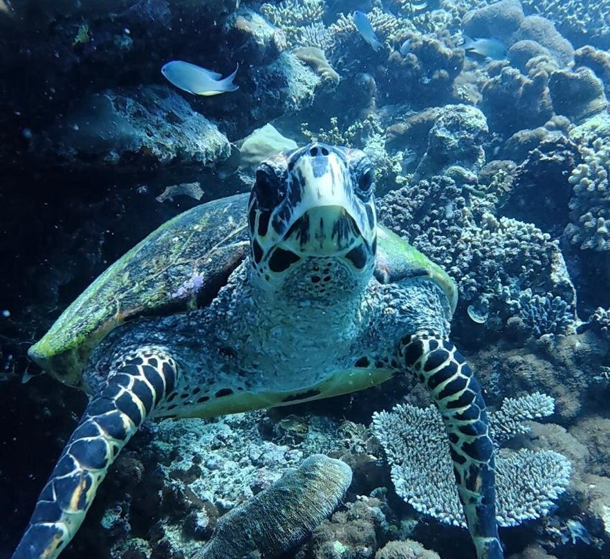 Murakabay Maldives Dive Center-乌库拉斯必去景点