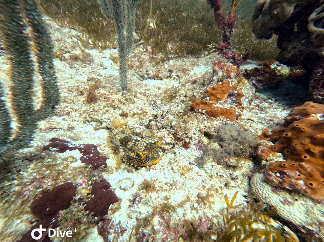 Antigua Scuba School-Jolly Harbour必去景点
