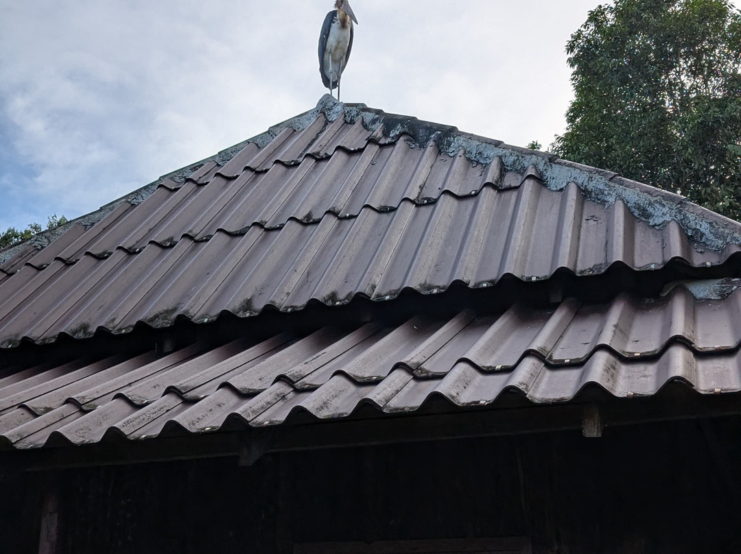 Wildlife Alliance-戈公必去景点