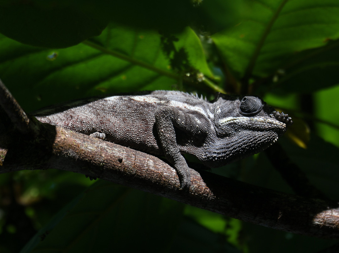 Masoala National Park-Maroantsetra必去景点