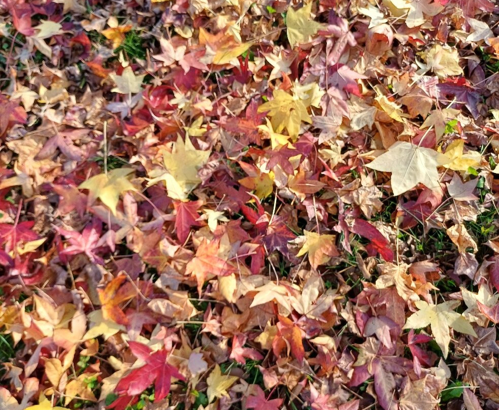 Parco Comunale-切尔梅纳泰必去景点