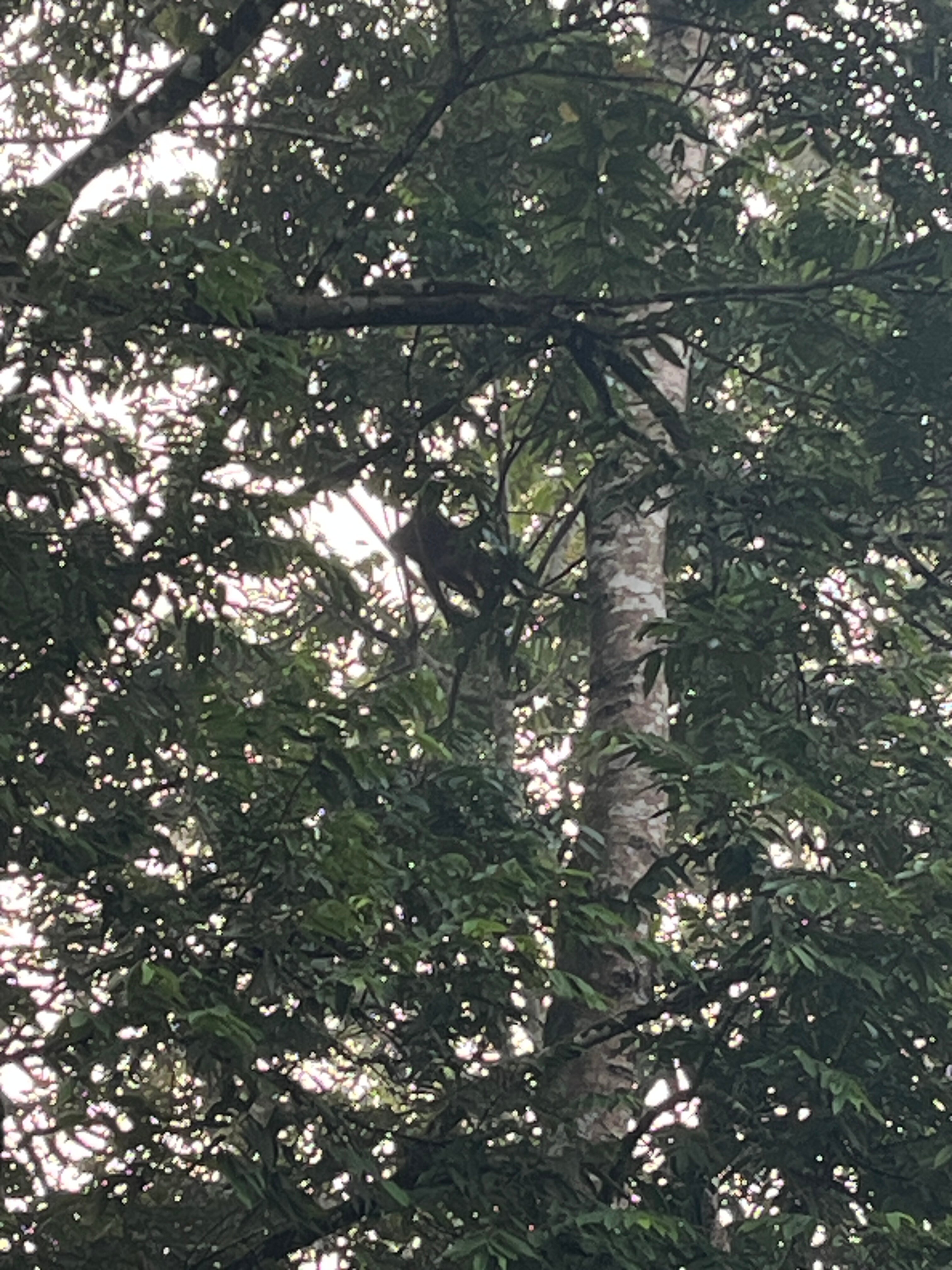 西必洛森林度假村-官方