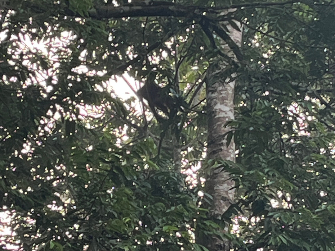 西必洛森林度假村主图