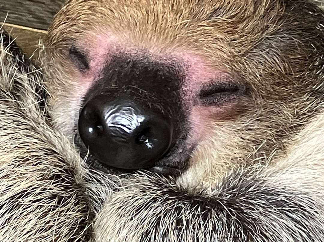 Lincoln Zoo-Newball必去景点