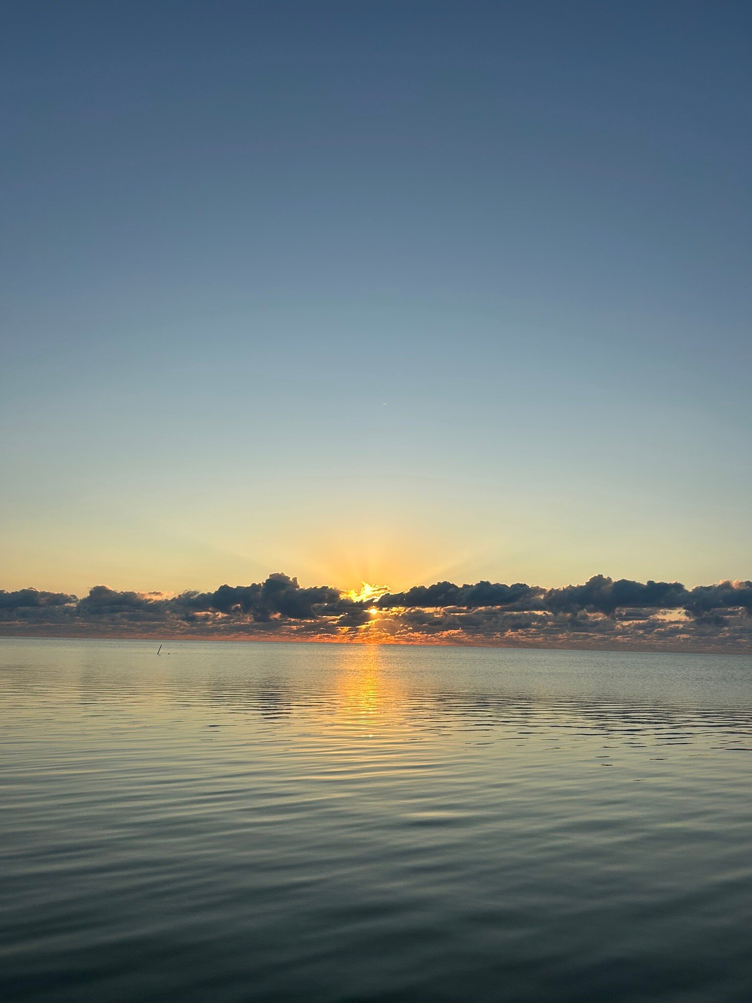 松树&棕榈树度假极度-官方