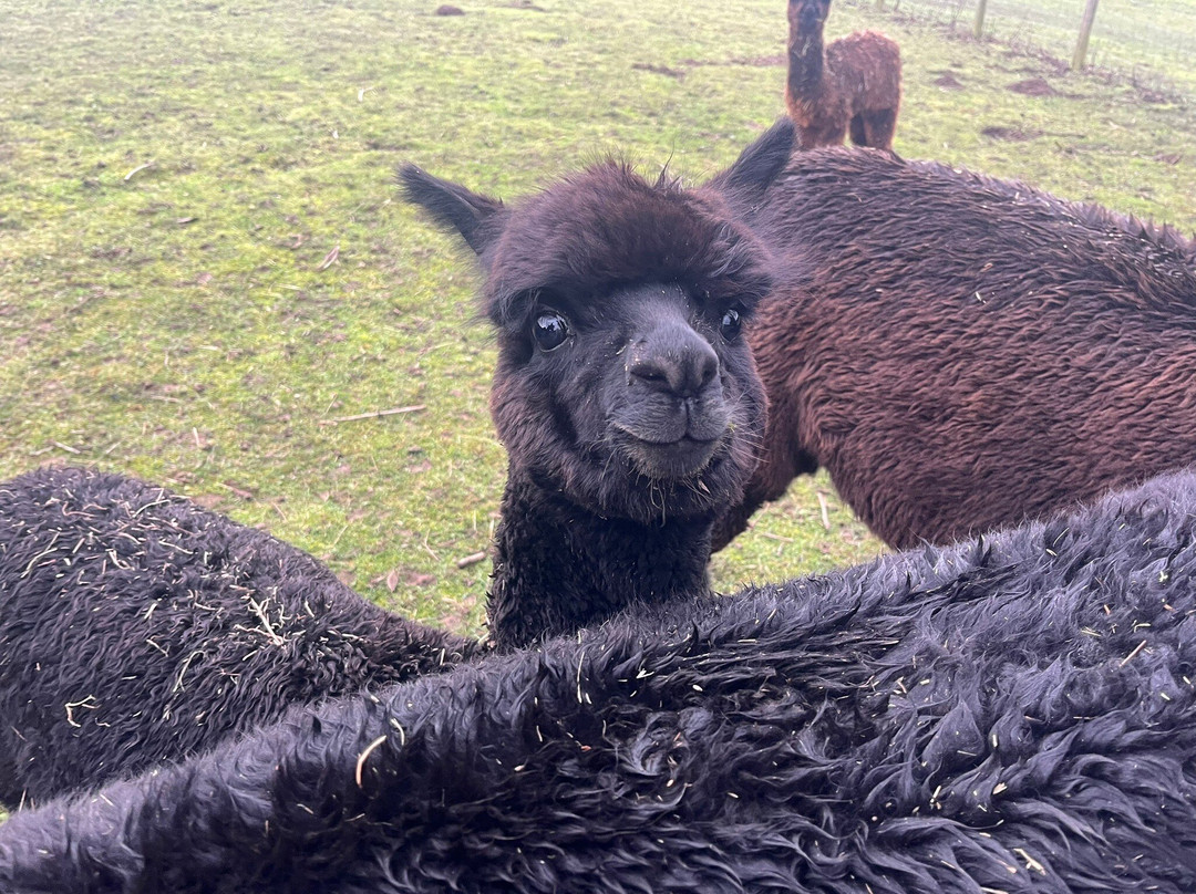 Little Alpaca Company-Kildale必去景点