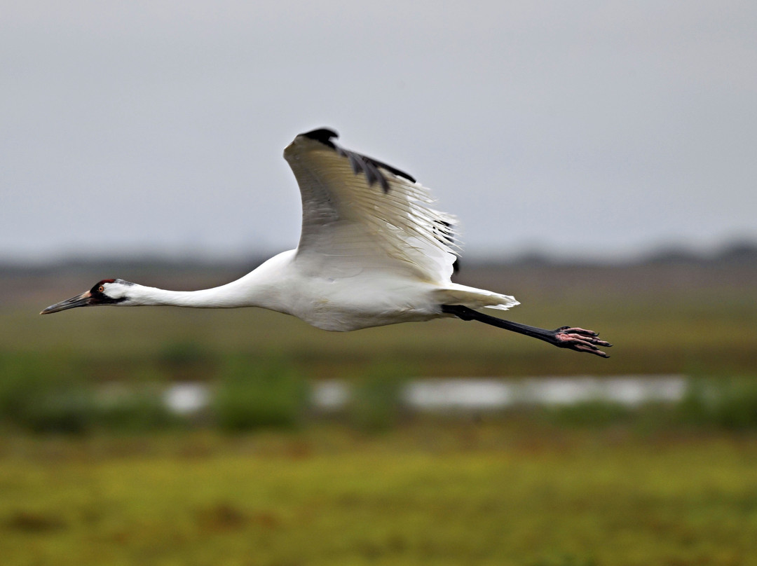 Aransas Bay Birding Charters-罗克波特必去景点
