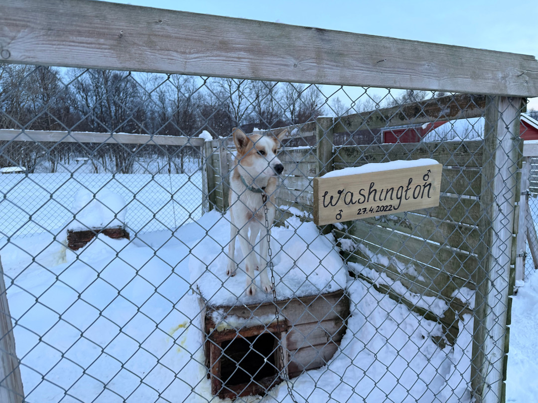 Kvaløya Husky-特罗姆瑟必去景点