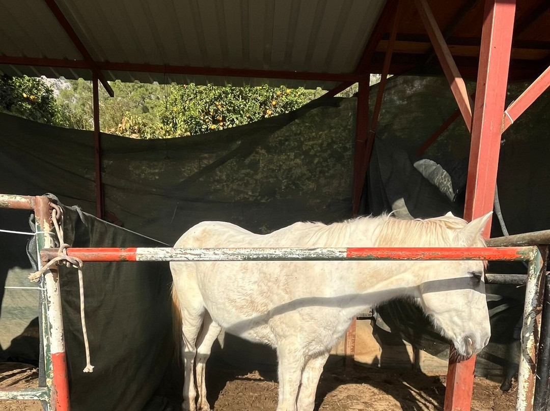 Hilal Ranch Kemer Horse Riding Center-凯梅尔必去景点