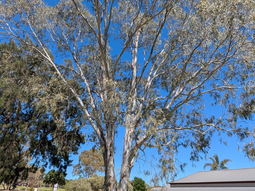 Kies Family Wines-林道必去景点