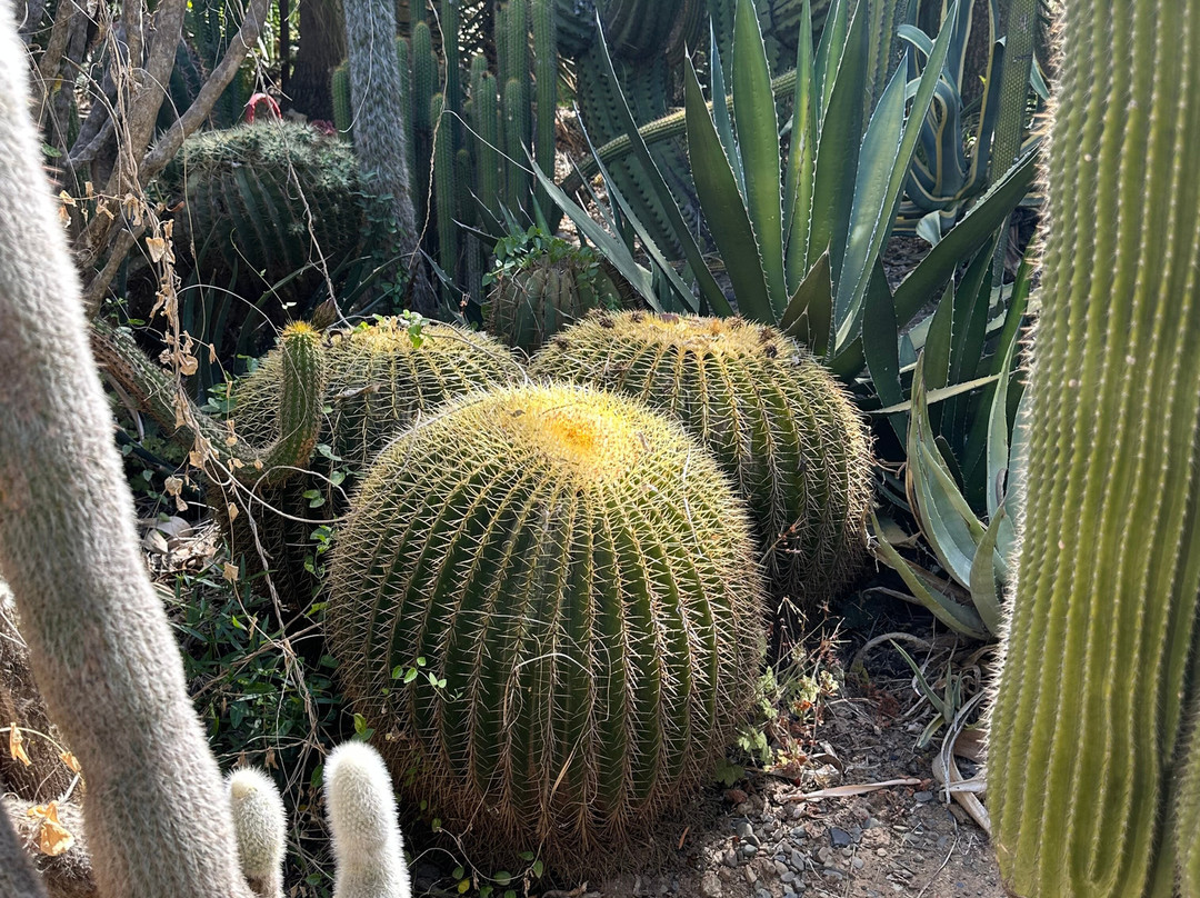 Obesa Cacti Nursery-格拉夫-里内特必去景点