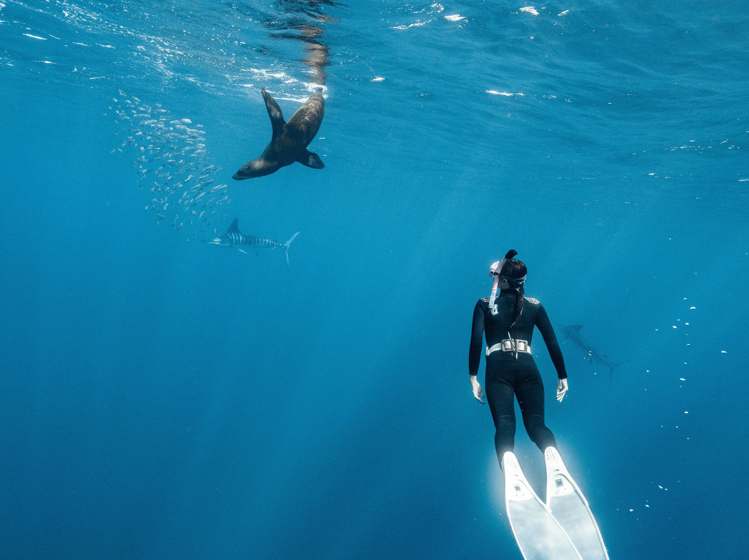 Tanner Underwater-朱庇特必去景点