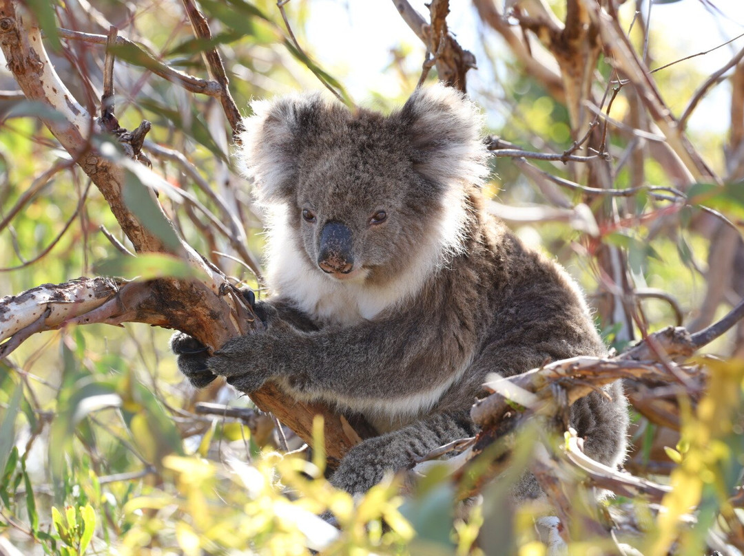 Mikkira Station Koala Sanctuary-Port Lincoln必去景点