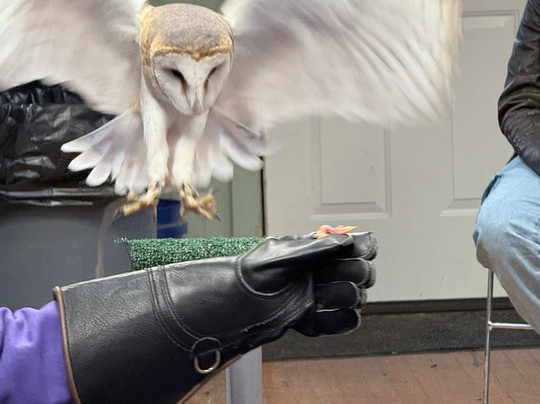 Ohio School Of Falconry-哥伦布必去景点