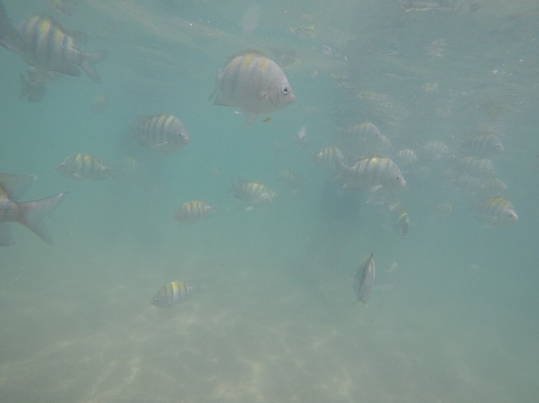 Piscinas Naturais De Pajucara-Maceio必去景点