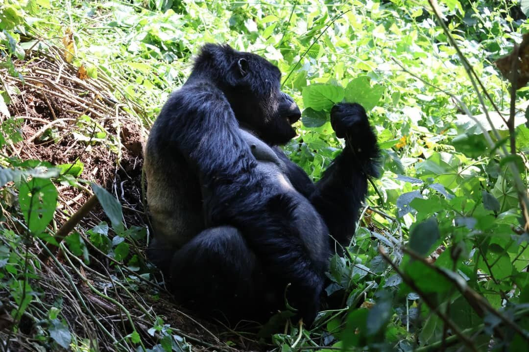 Big Lion Trails Safaris-坎帕拉必去景点