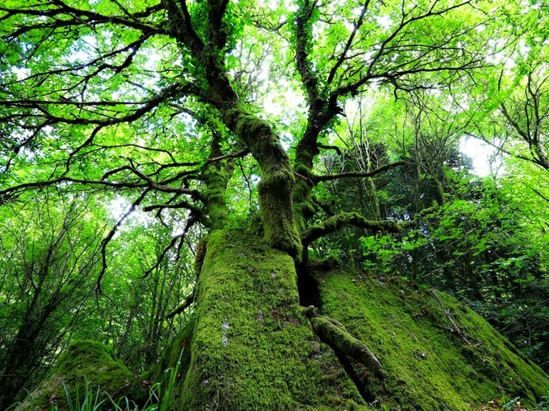 Foret de Huelgoat-Huelgoat必去景点