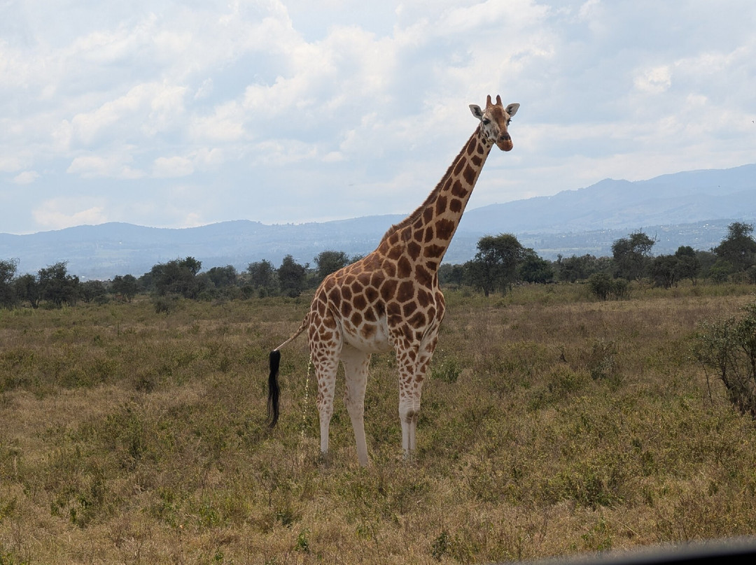 Tuthie afrika-纳库鲁必去景点