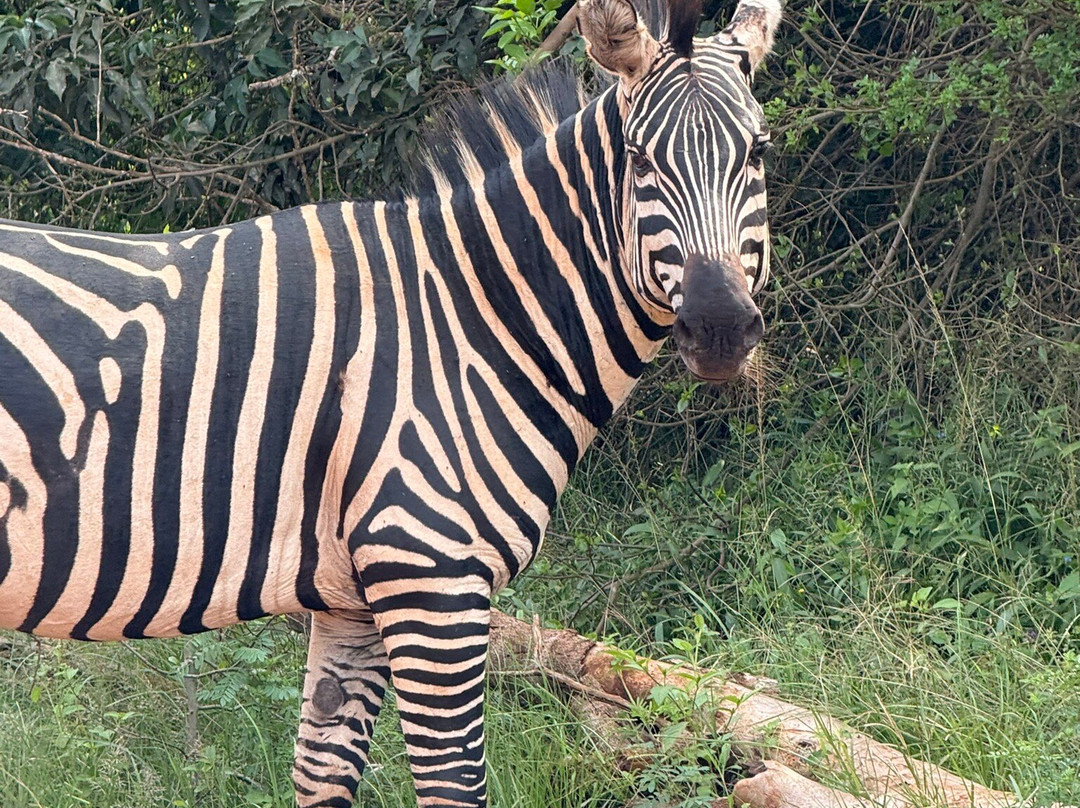 Kadoo Travels-吉佳利必去景点