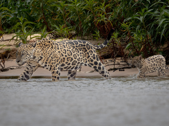 Wild Eye-弗维斯必去景点