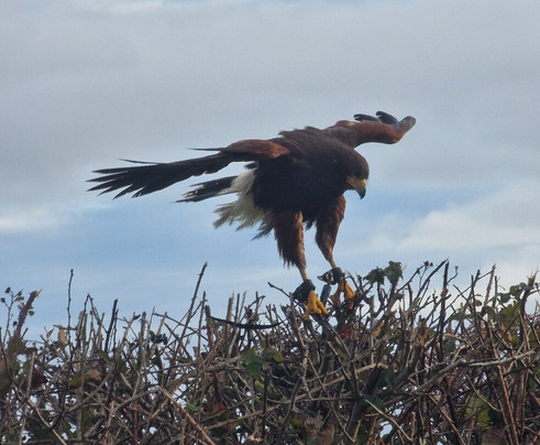Battlefield Bird of Prey Centre-什鲁斯伯里必去景点