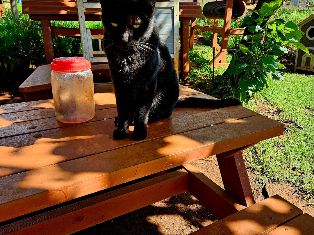 拉奈动物救援中心-拉奈市必去景点