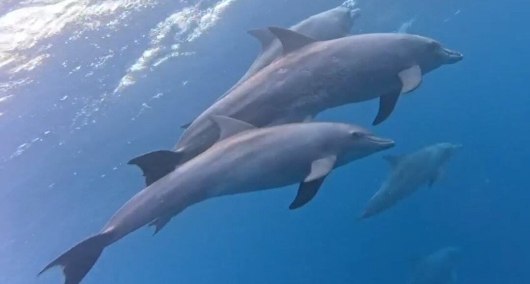 Dream Dolphin-黑河必去景点