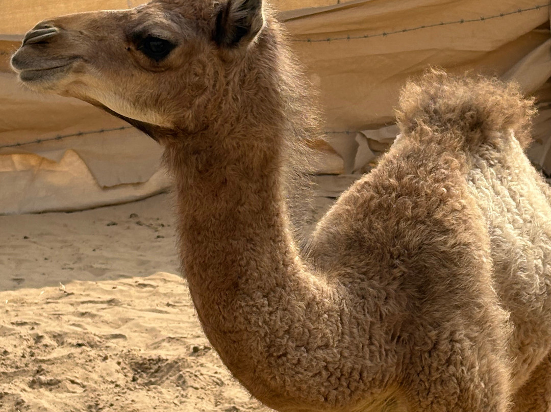 Arabiers Holidays Abu Dhabi +-阿布扎比必去景点