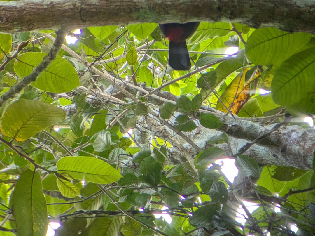 Sloth and Monkey Forest Tour-El Tanque必去景点