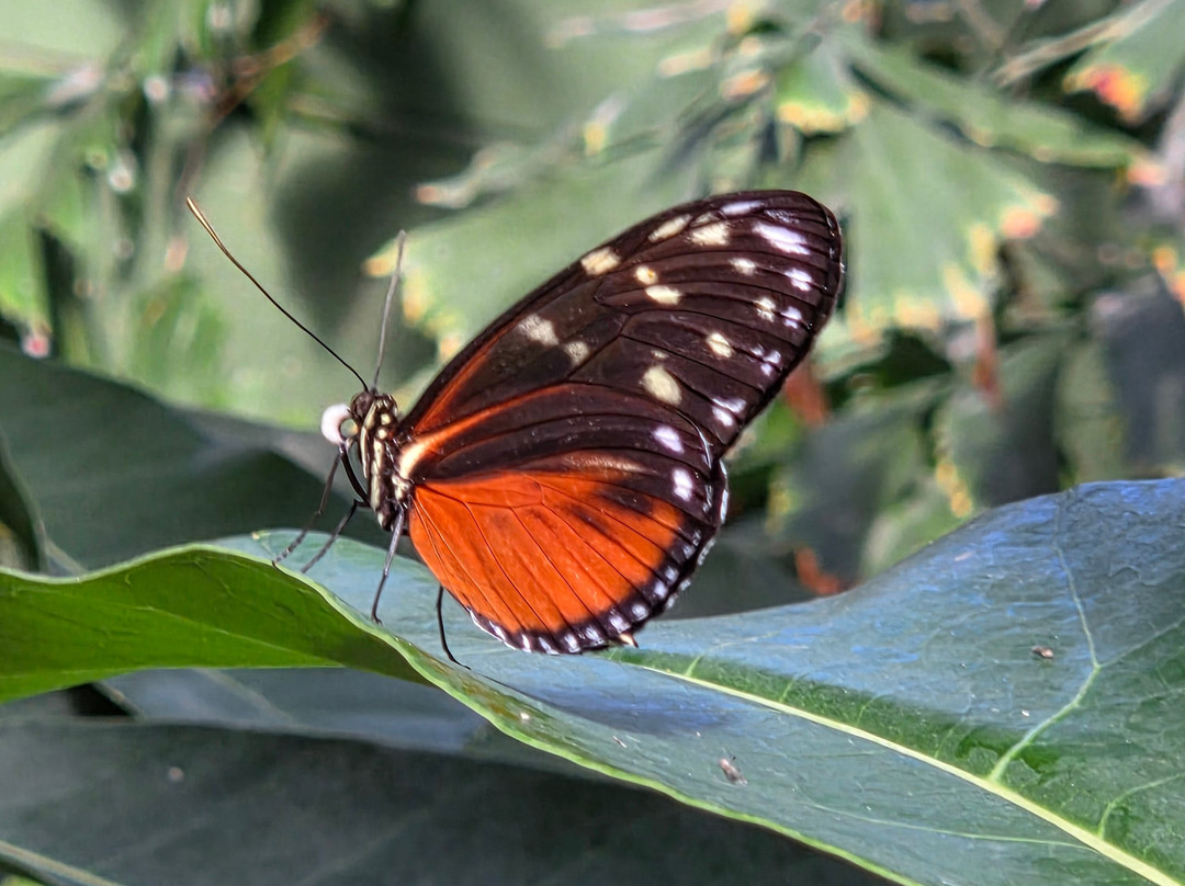 Butterfly Wonderland-斯科茨代尔必去景点