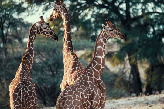 Nice man adventures tours and safaris